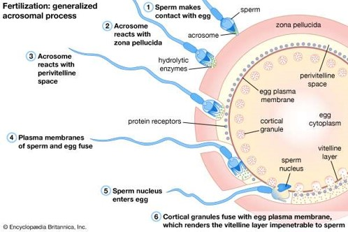 Fertilization