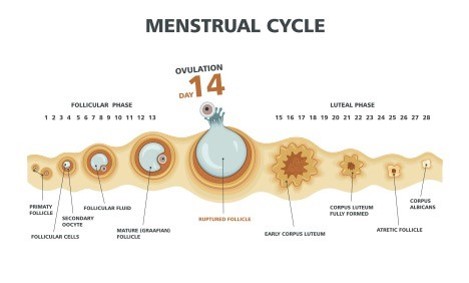 menstrual